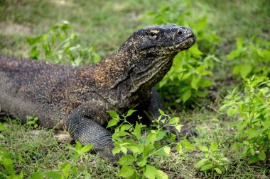 Komodo ejderhası Endonezya 'daki yeşil çimlerde serinliyor.