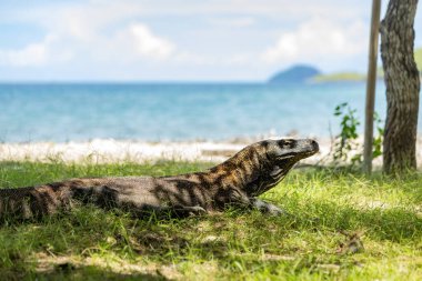 Komodo ejderhası Endonezya 'daki yeşil çimlerde serinliyor.