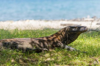 Komodo ejderhası Endonezya 'daki yeşil çimlerde serinliyor.