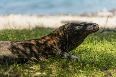 Komodo ejderhası Endonezya 'daki yeşil çimlerde serinliyor.