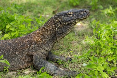 Komodo ejderhası Endonezya 'daki yeşil çimlerde serinliyor.