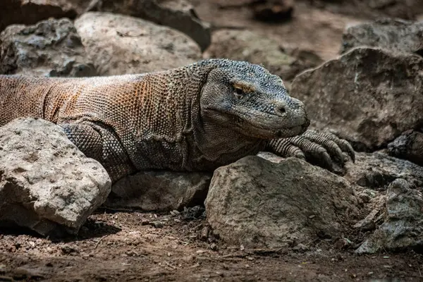 Komodo Ulusal Parkı Endonezya 'da Komodo ejderhası