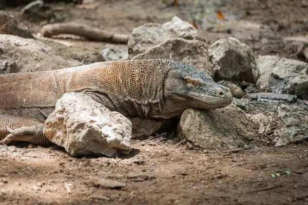 Komodo Ulusal Parkı Endonezya 'da Komodo ejderhası