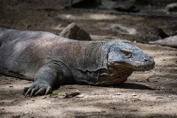 Komodo Ulusal Parkı Endonezya 'da Komodo ejderhası
