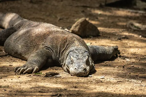 Komodo Ulusal Parkı Endonezya 'da Komodo ejderhası