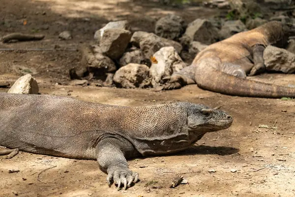 Komodo Ulusal Parkı Endonezya 'da Komodo ejderhası