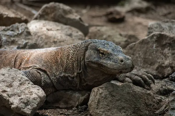 Komodo Ulusal Parkı Endonezya 'da Komodo ejderhası