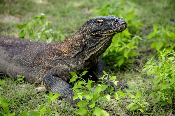 Komodo ejderhası Endonezya 'daki yeşil çimlerde serinliyor.