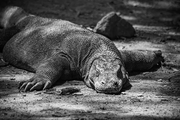 Komodo Ulusal Parkı Endonezya 'da Komodo ejderhası