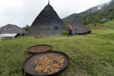 Flores Adası 'ndaki Wae Rebo köyünde güneşte kurutulan kahve çekirdekleri.