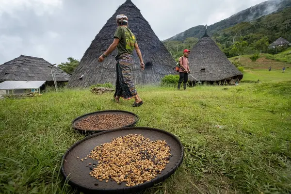 Flores Adası 'ndaki Wae Rebo köyünde güneşte kurutulan kahve çekirdekleri.