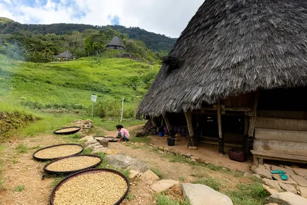 Flores Adası Endonezya 'da evinin yanında saman çatısı olan Wae Rebo köyündeki kadının kahvesi kurutuldu.