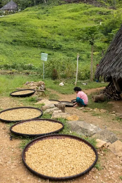 Flores Adası Endonezya 'da evinin yanında saman çatısı olan Wae Rebo köyündeki kadının kahvesi kurutuldu.