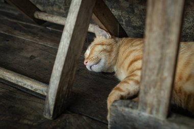 Kahve dükkanında sandalyenin altında uyuyan sevimli kırmızı kedi.