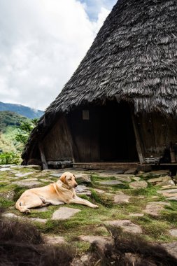 Geleneksel Endonezya köyü Wae Rebo saman çatılı evler evin yanında dinlenen köpek