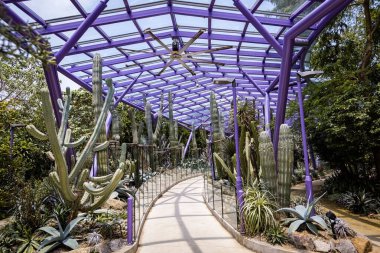 Singapur 'daki Bay Park' ın yanındaki Bahçeler 'de kaktüs ve sulu sera.
