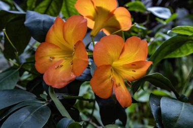 Çiçek açan Vireya Rhododendron 'a yakın çekim. Canlı turuncu-pembe yapraklar ve tropik bir bahçedeki sarı merkezler.