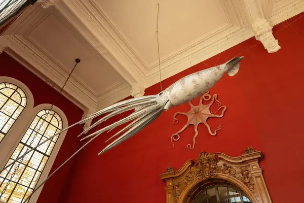 Monako Okyanus Müzesi 'ndeki dev mürekkep balığı.