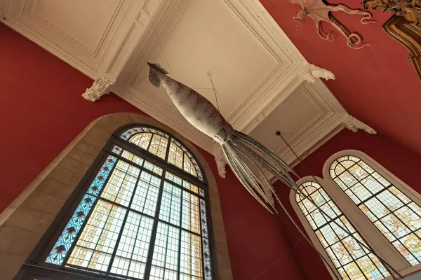 Monako Okyanus Müzesi 'ndeki dev mürekkep balığı.