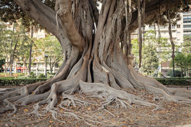 Valencia İspanya parkında büyük bir banyan ağacı