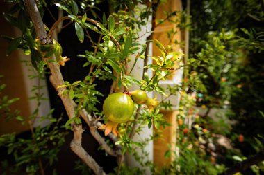 Bahçedeki ağaçta küçük yeşil çiğ nar.