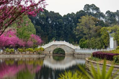 Huzurlu bir taş köprü, Çin 'in Kunming kentindeki geleneksel bir Çin bahçesinde çiçek açan ağaçlar ve yemyeşil bir havuz boyunca uzanır.