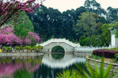 Huzurlu bir taş köprü, Çin 'in Kunming kentindeki geleneksel bir Çin bahçesinde çiçek açan ağaçlar ve yemyeşil bir havuz boyunca uzanır.