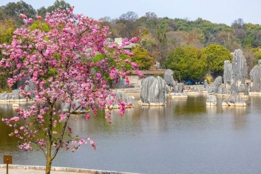 Yunnan 'ın Shilin Stone Ormanı' nda güzel kiraz ağaçları var.
