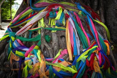 Tayland 'daki kutsal Banyan ağacında renkli kurdeleler