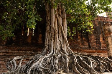 Ayutthaya Tayland 'daki Budist tapınağındaki kutsal ağacın kökleri.