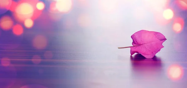 花的背景图 带有文本空间的Bokeh背景色 模糊的 模糊的近视的粉红颜色盛开的花朵背景色 — 图库照片