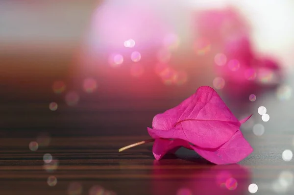 배경을 이루는 꽃이다 Bokeh 텍스트를 Blurred Out Focus Close Pink — 스톡 사진