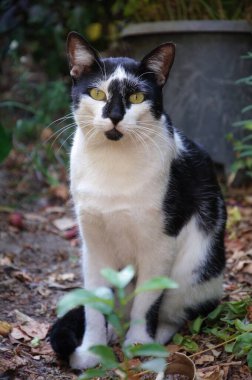Kameraya bakan sevimli sokak kedisi.