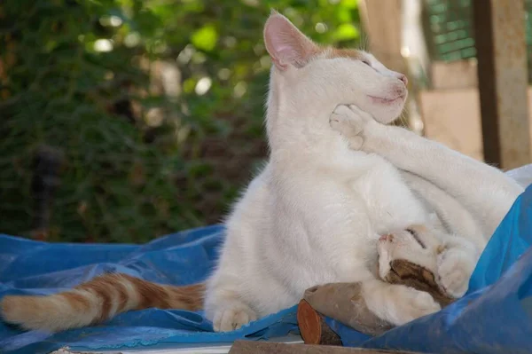 Słodkie Zabłąkany Koty Grać Razem — Zdjęcie stockowe