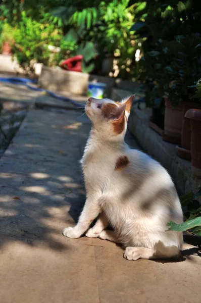 Roztomilý Toulavý Kočka Těší Slunci — Stock fotografie