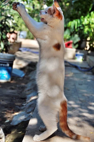 Amarillo Blanco Gato Callejero Tratando Estar Pie —  Fotos de Stock