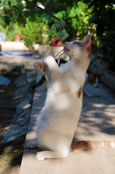 Giallo Bianco Gatto Randagio Cercando Stare Piedi — Foto Stock