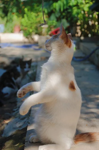 Gelbe Und Weiße Streunende Katze Versucht Stehen — Stockfoto