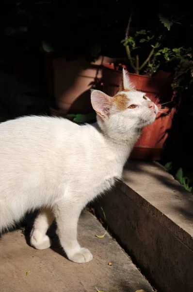 Милая Бродячая Кошка Наслаждающаяся Солнцем — стоковое фото