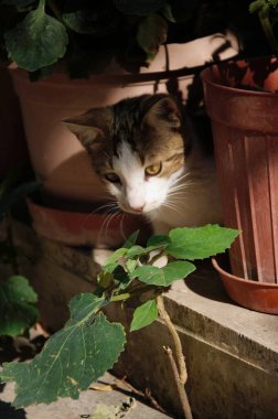 Gri ve beyaz sokak kedisi dikkatle bakıyor