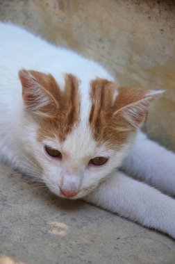 Sonbaharda sokakta uyuyan sokak kedisi