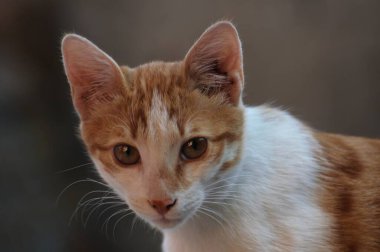 Kameraya bakan sevimli sokak kedisi.