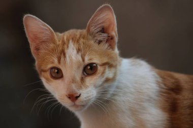 Kameraya bakan sevimli sokak kedisi.