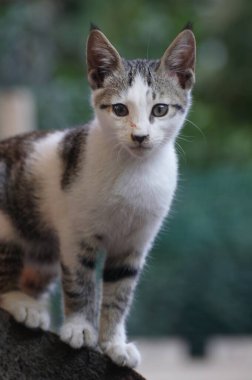 Kameraya bakan sevimli sokak kedisi.