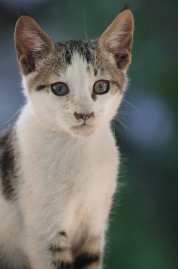 Kameraya bakan sevimli sokak kedisi.