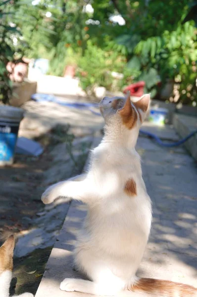 Amarelo Branco Gato Vadio Tentando Ficar — Fotografia de Stock