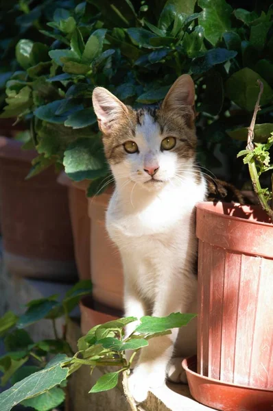 Niedliche Streunende Katze Posiert Vor Der Kamera — Stockfoto