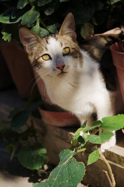 Lindo Gato Callejero Posando Mirando Cámara — Foto de Stock