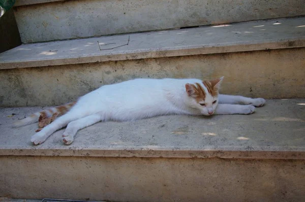 Sonbaharda Sokakta Uyuyan Sokak Kedisi — Stok fotoğraf