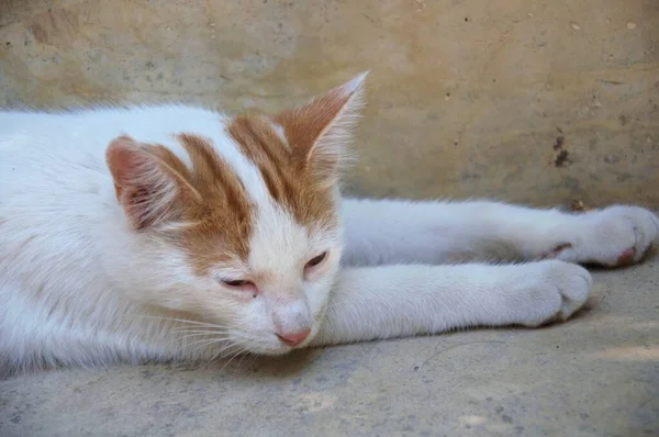 Gato Beco Adormecido Rua Outono — Fotografia de Stock